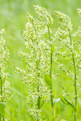 Veratrum grandiflorum