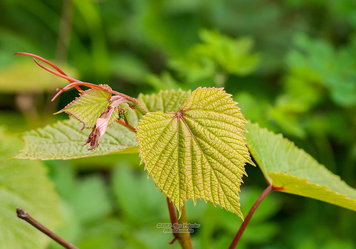 Vitis coignetiae Pulliat ex Planch.