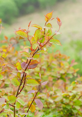 Actinidia kolomikta