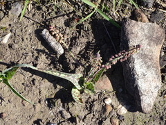 Ledebouria ensifolia