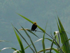 Chrysomus icterocephalus