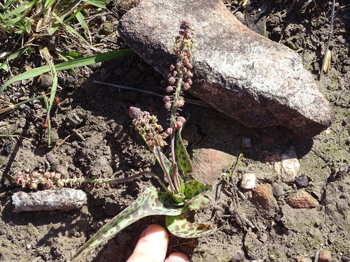 Ledebouria ensifolia