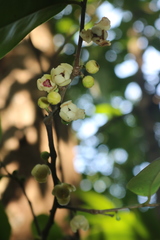 Sageraea laurina