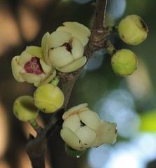 Sageraea laurina