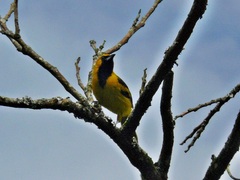 Icterus mesomelas