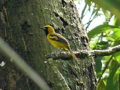 Icterus mesomelas