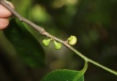 Sageraea laurina