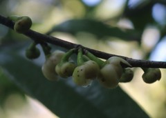 Sageraea laurina