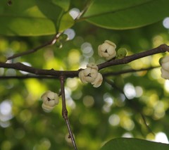 Sageraea laurina