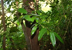 Sageraea laurina