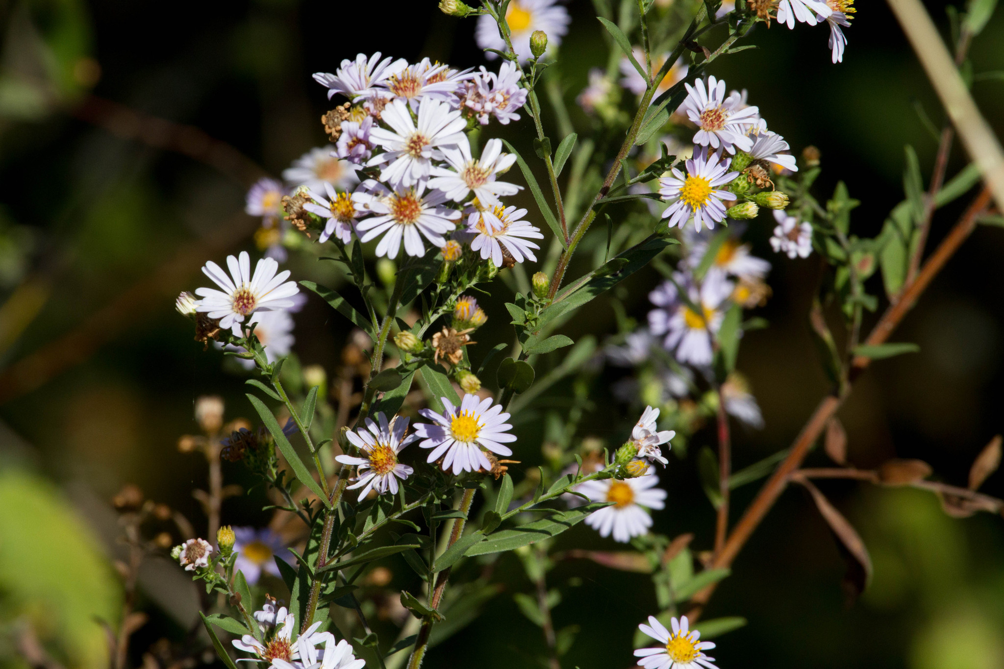 Symphyotrichum chilense