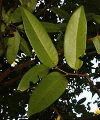Sageraea laurina