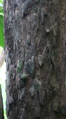Sageraea laurina