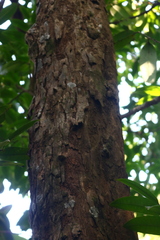 Sageraea laurina