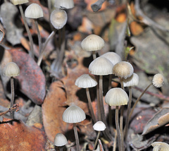 Mycena flavescens