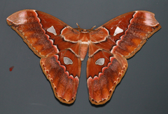 Rothschildia triloba