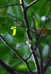 Sageraea laurina