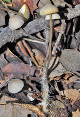 Mycena flavescens
