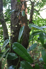 Sageraea laurina