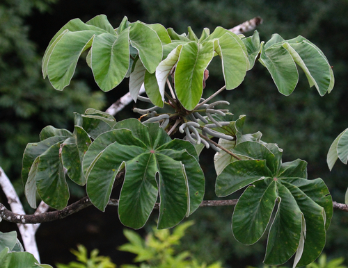 Cecropia peltata image
