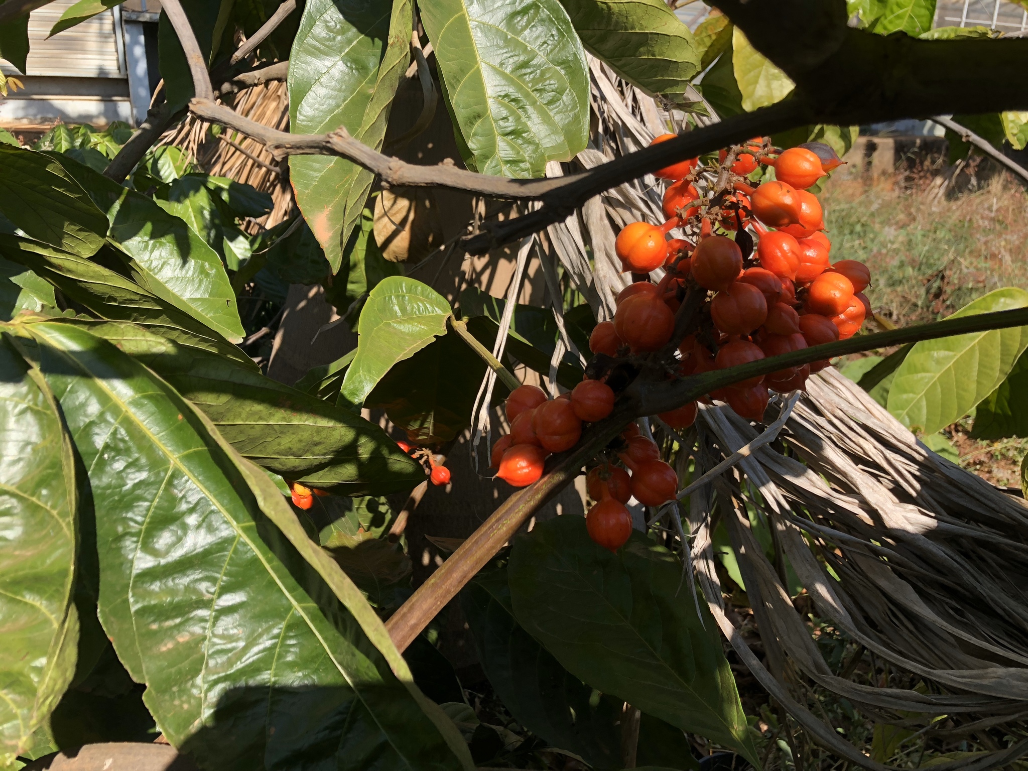 Imagem de Guaraná