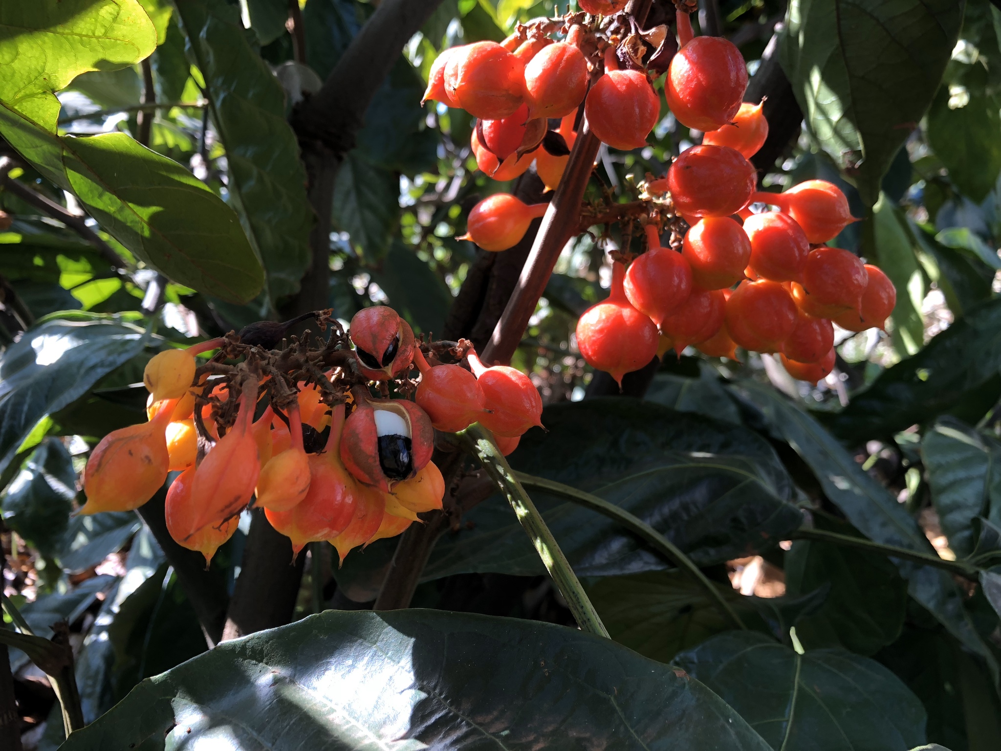 Imagem de Guaraná