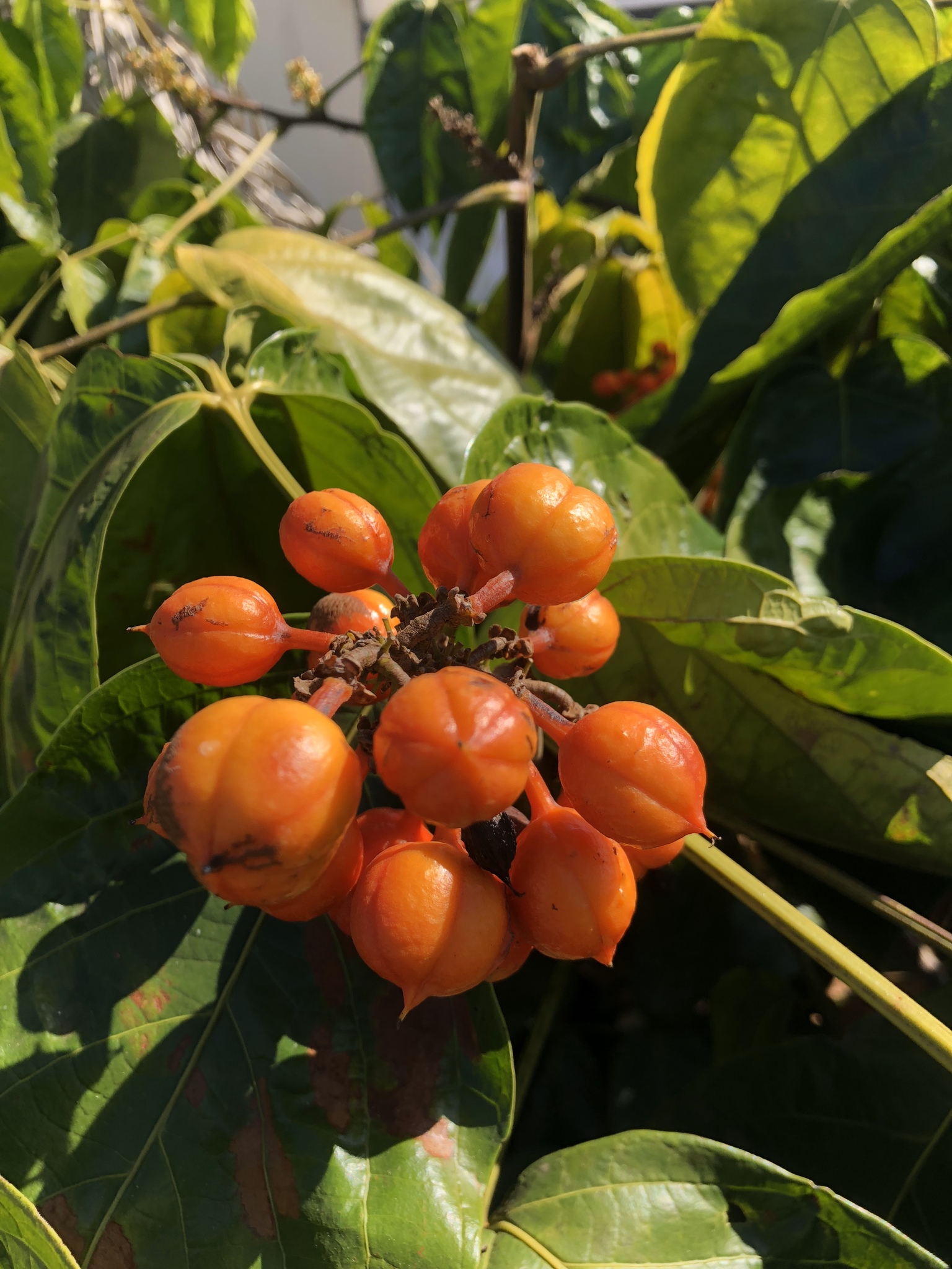 Imagem de Guaraná