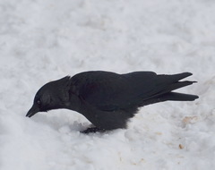 Corvus monedula