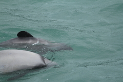 Cephalorhynchus hectori hectori