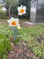 Narcissus × incomparabilis