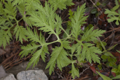 Artemisia maximovicziana