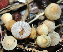 Mycena olivaceomarginata