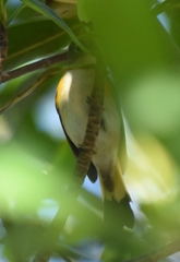 Setophaga ruticilla image