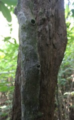 Sageraea laurina