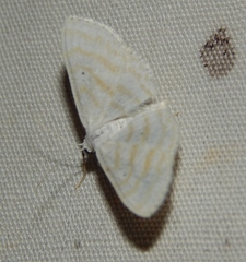 Scopula penultima