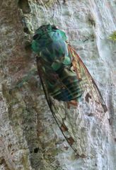 Image of Zammara smaragdula