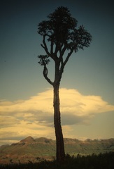 Cussonia paniculata