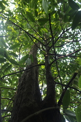 Sageraea laurina