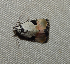 Hiccoda roseitincta