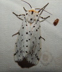 Eyralpenus subluteus