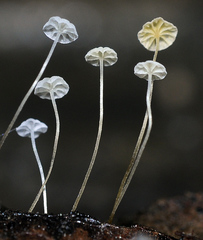 Mycena quercus-ilicis