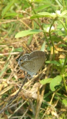 Euchrysops cnejus cnejus