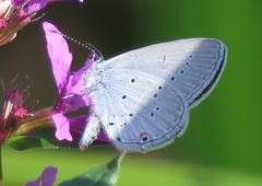 Cupido alcetas