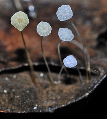 Mycena quercus-ilicis