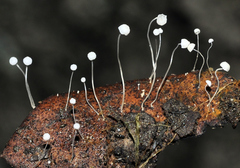 Mycena quercus-ilicis