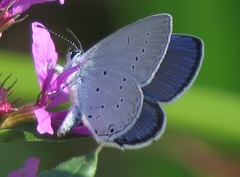 Cupido alcetas