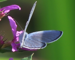 Cupido alcetas