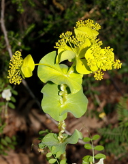Smyrnium perfoliatum rotundifolium