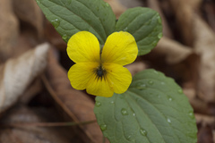 Viola orientalis