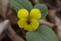 Viola orientalis